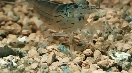 Quelques rase-moquettes...