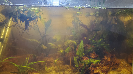 Petit relâchement de tannins du sol...