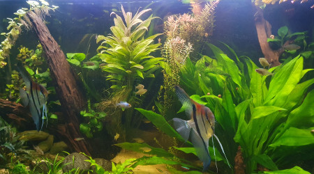 Et enfin le bac que vous connaissez