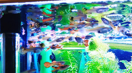 du monde ! ha bon ou ça !