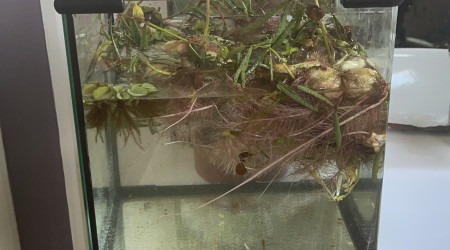 Le début du "Marécage"