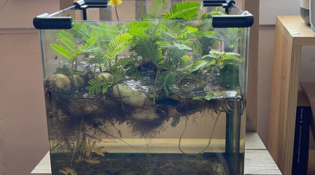 Neptunia aquatiqua Fleurit