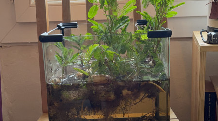 Ajout de substrat naturel venant d'une rivière