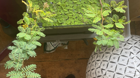 2 semaines plus tard