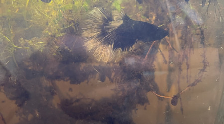 Arrivé de mon jeune betta