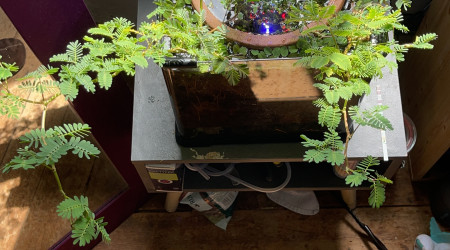 Anneau de liege et azolla