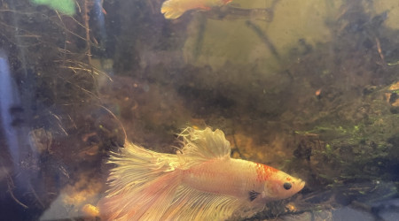 Plus aucune  taches noires