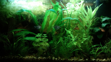 aquarium 125l Noir