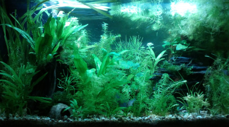 aquarium 125l Bois