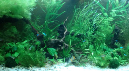 aquarium 240l Noir