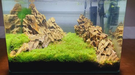 Première taille des gazonnantes !