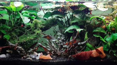 Des plantes palustres ?