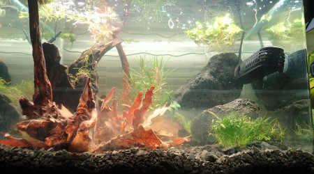 Bac principal - moisissure ?