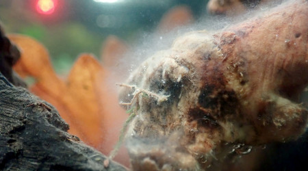 Bac principal - moisissure ?