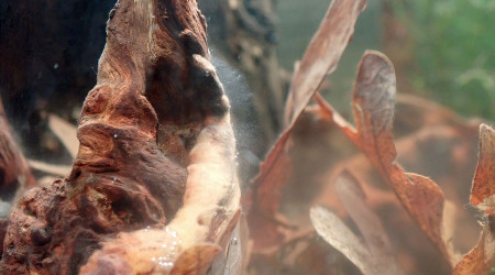 Bac principal - moisissure ?