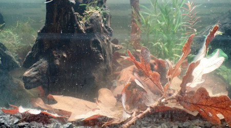 Bac principal - moisissures 2