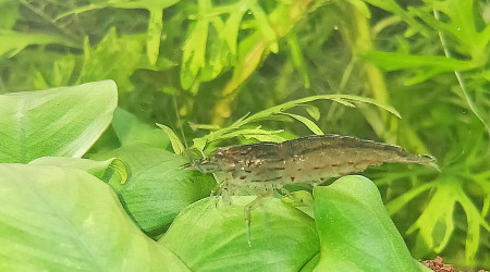 Japonica amano sur anubia nana