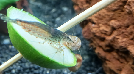 Japonica amano sur rondelle courgette pochée
