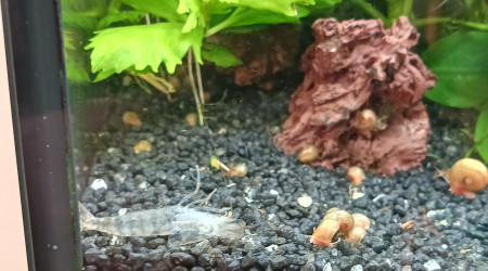 La première mue de japonica d'amano