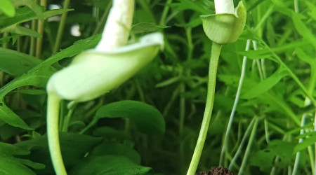 Anubia nana en floraison ...