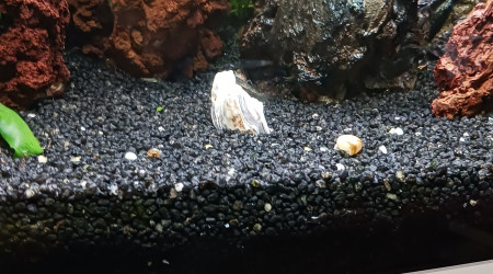 Une demi coquille d'huitre plantée dans le quartz ...