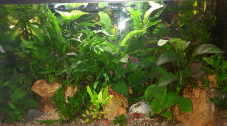 aquarium pH 6