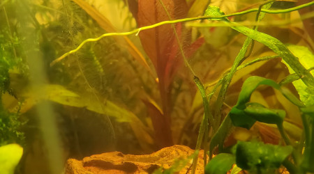 aquarium Nano aquarium betta