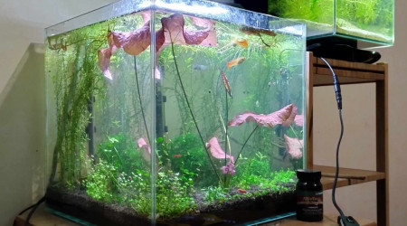 aquarium Aquarium 33 litres