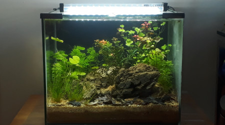 aquarium 20L Lowtech v2