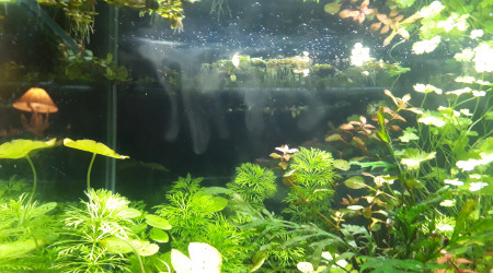 Surprenant phénomène dans l'aquarium