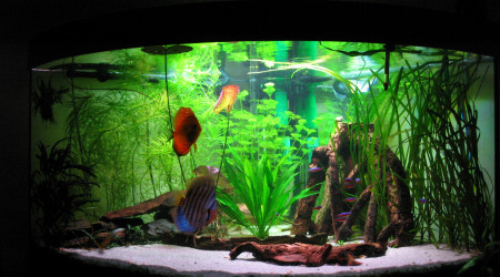 aquarium Mon ancien bac Amazonien