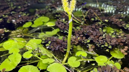 Aponogeton ulvaceus - fleur