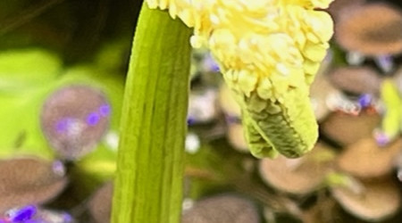 Aponogeton ulvaceus - fleur