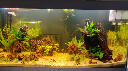 aquarium 240l