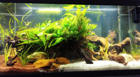 aquarium 60 L