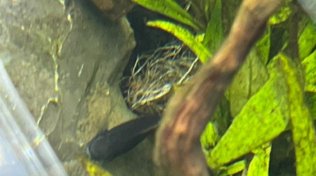 Oeufs de laetacara curviceps