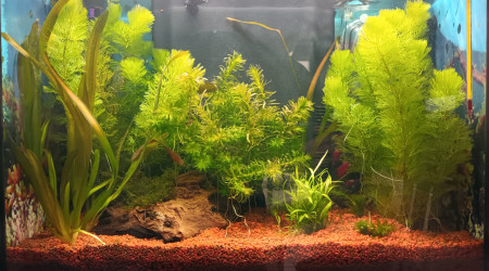 Deb 50 retrait du bateau