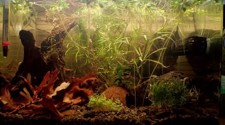 plantes remises au fond