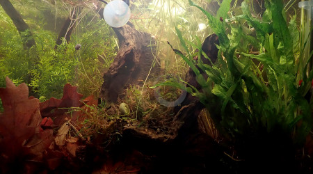 densément planté ...