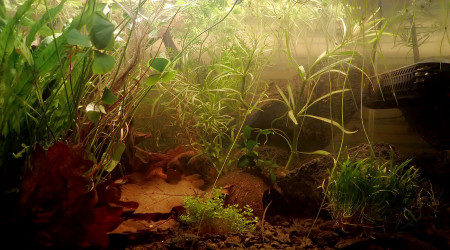 densément planté ...