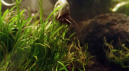 développement d'algues