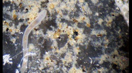 Petits vers plats : plathelminthes ?