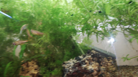 Mes Danios Rerios voilés