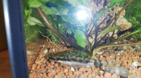 L'un de mes Otocinclus