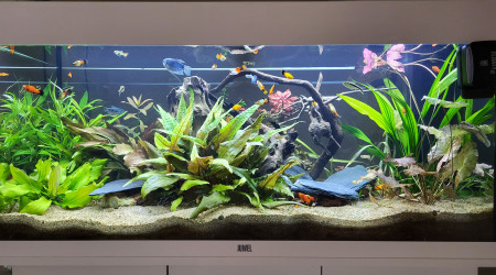 aquarium JUWEL RIO180 ENTREE