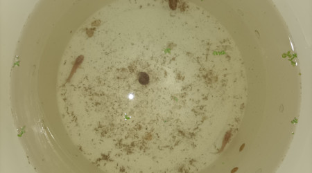 Couple reproducteur Fundulopanchax nigerianus innidere