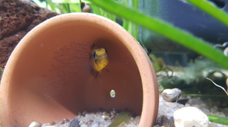 Ponte Apistogramma agassizii