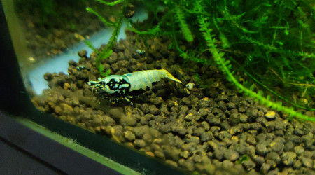 Femelle Golden Boa mais avec reflets bleus apparus récemment . Photo 2