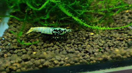 Femelle Golden Boa mais avec reflets bleus apparus récemment . Photo 3