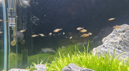 Danio Margaritatus